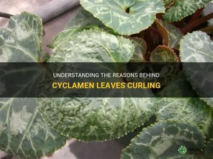 What causes cyclamen leaves to curl