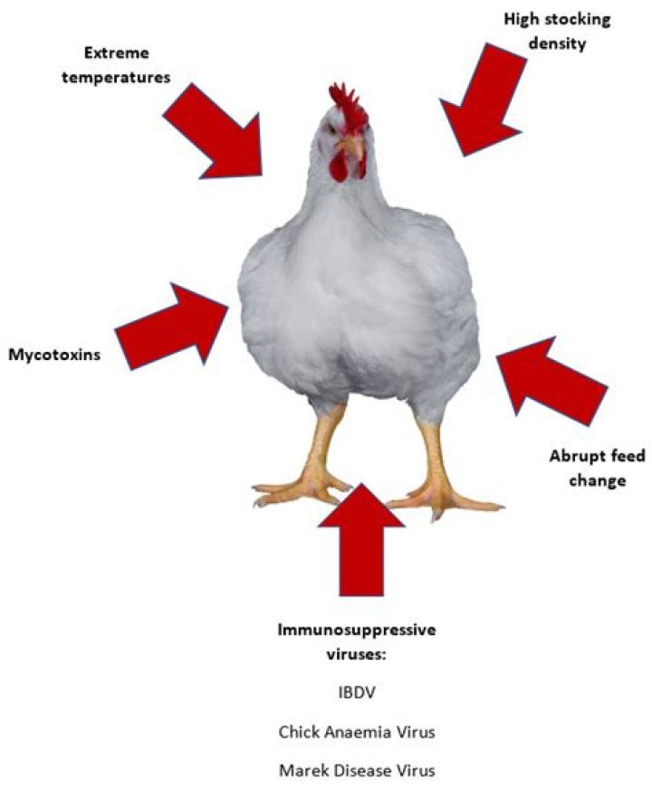What causes necrotic enteritis in chickens