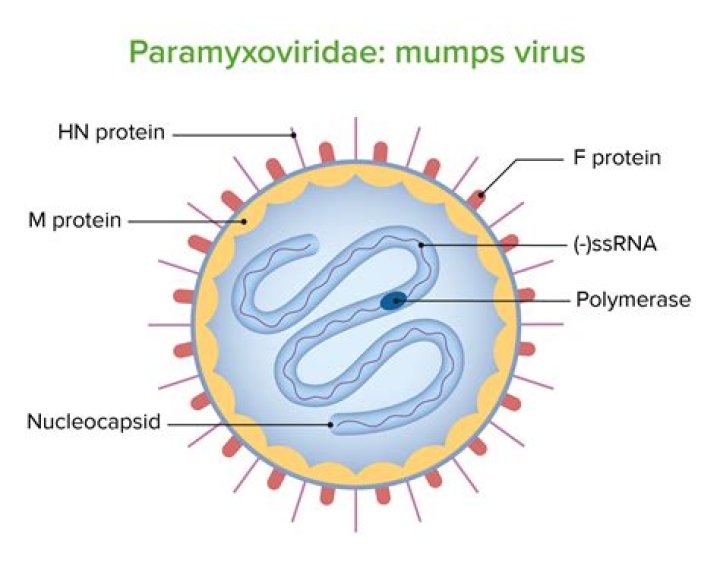 What causes paramyxovirus