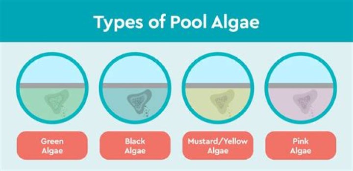What causes pink algae in swimming pool?
