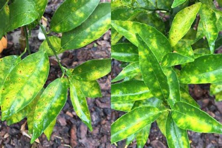 What causes yellow spots on citrus leaves