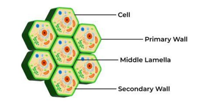 What cell structure is wood?