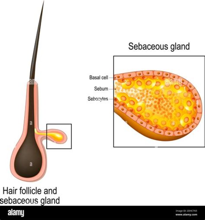 What cells make up sebaceous glands