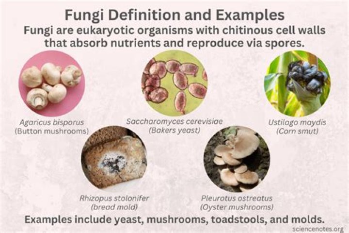 What characteristics best define fungi