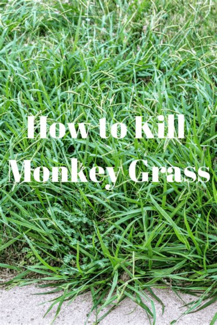 What chemical will kill monkey grass?