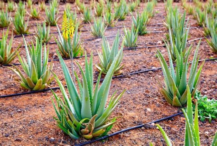 What climate does aloe vera grow in