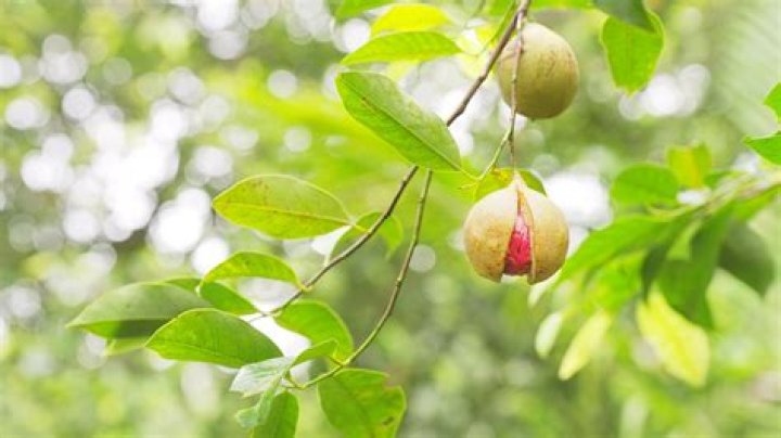 What climate does nutmeg grow in?