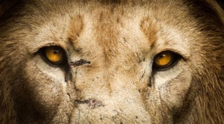 What color are lions eyes?