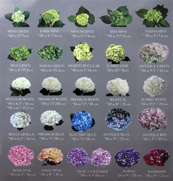 What color do hydrangeas come in?