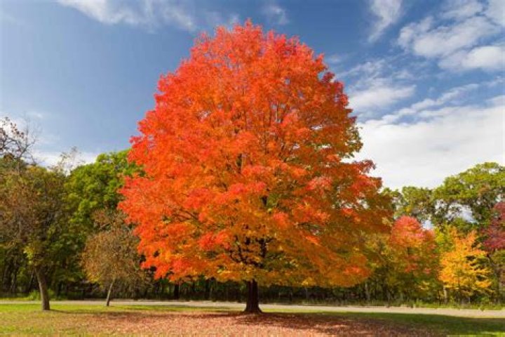 What color is a maple tree?