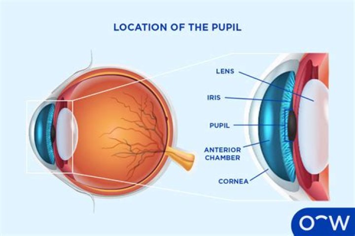 What color is the pupil?