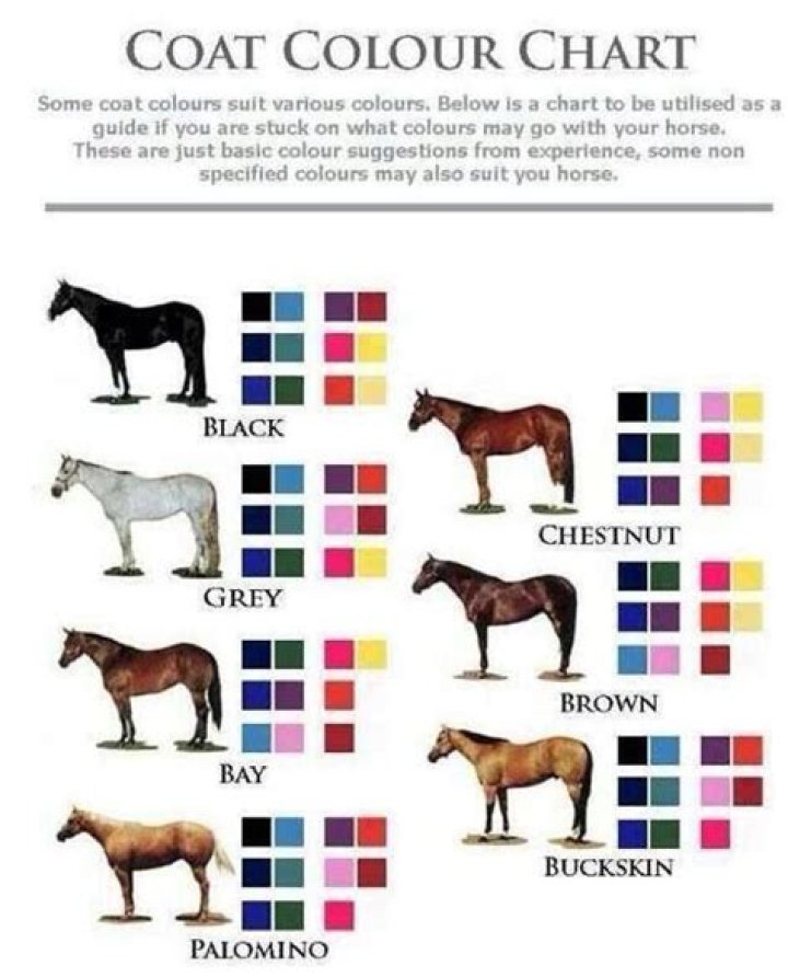 What Colour looks best on a chestnut horse?