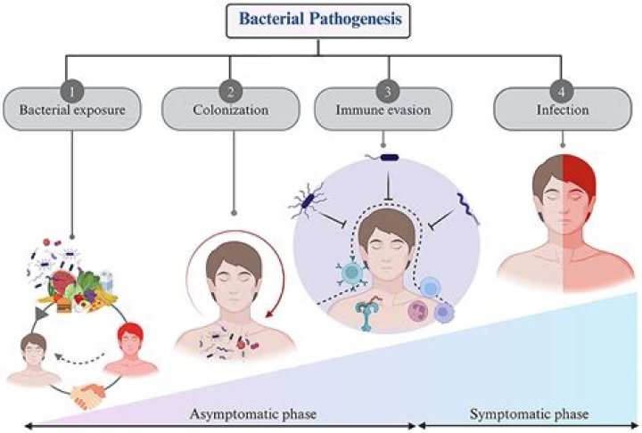 What disease does T4 bacteriophage cause?