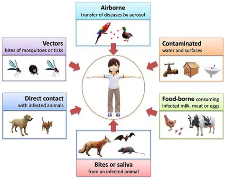 What diseases can you get from flea bites?
