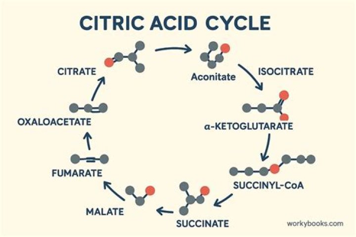 What dissolves citric acid?