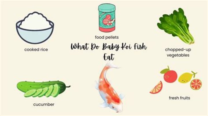 What do baby koi fish eat