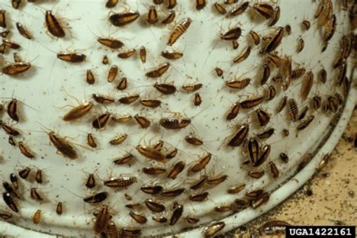 What do baby roaches look like?