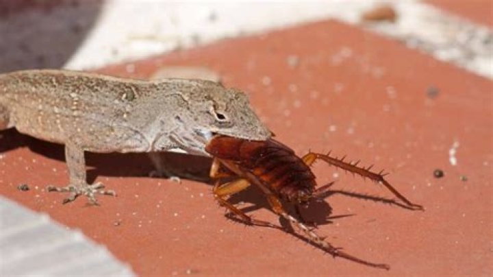 What do backyard lizards eat