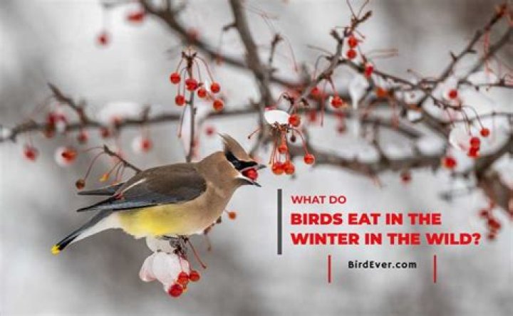 What do birds eat in snow