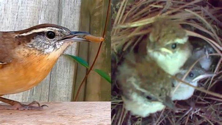 What do Carolina wrens feed their babies