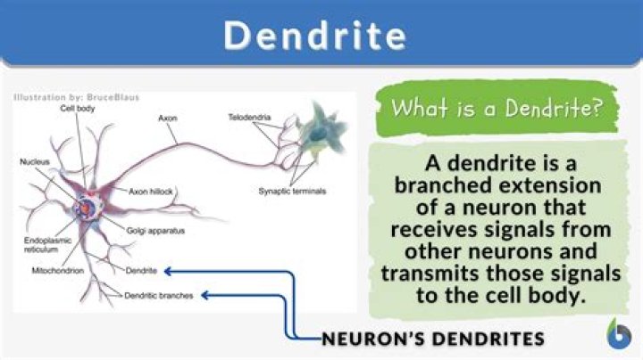 What do dendrites do?