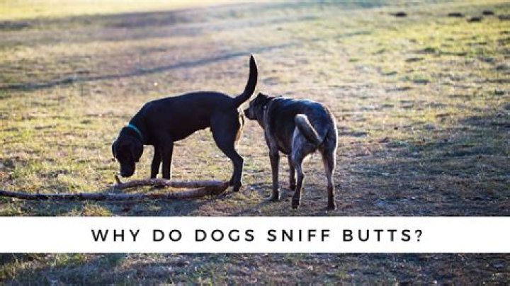 What do dogs sniff for when about to pee?