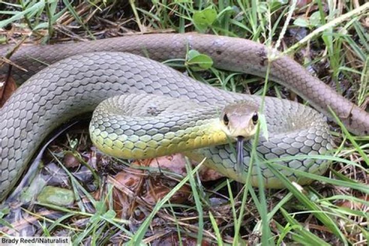 What do eastern racer snakes eat