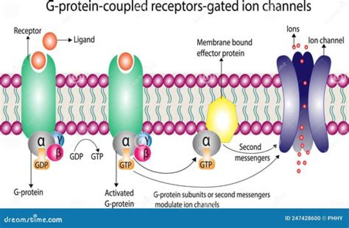 What do G protein linked receptors do