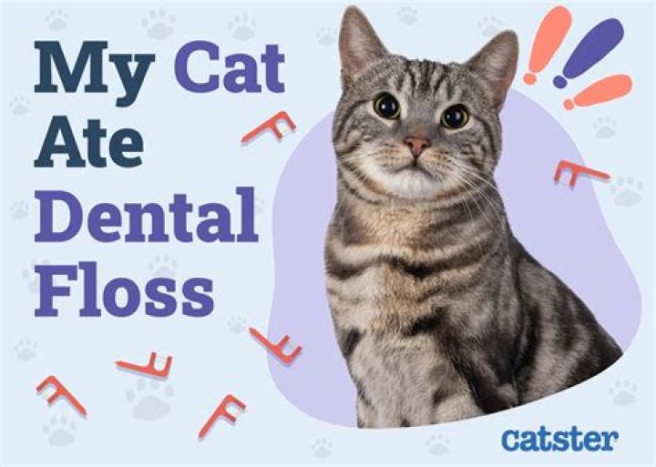 What do I do if my cat ate string