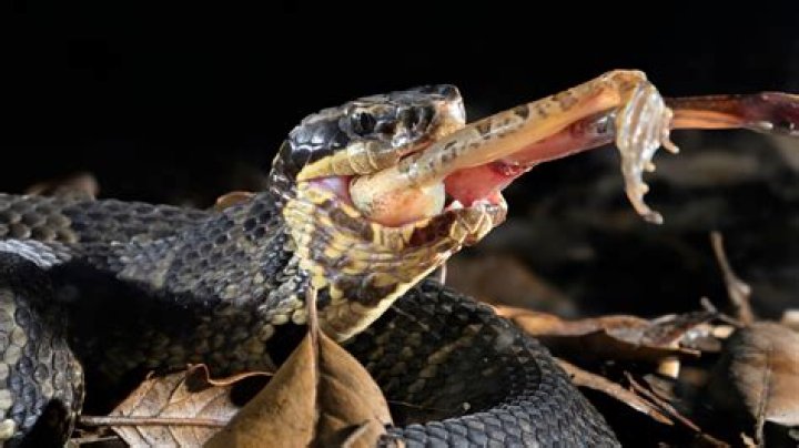 What do I do if my dog gets bit by a cottonmouth?