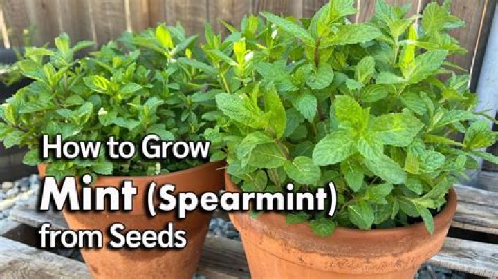 What do peppermint plants repel
