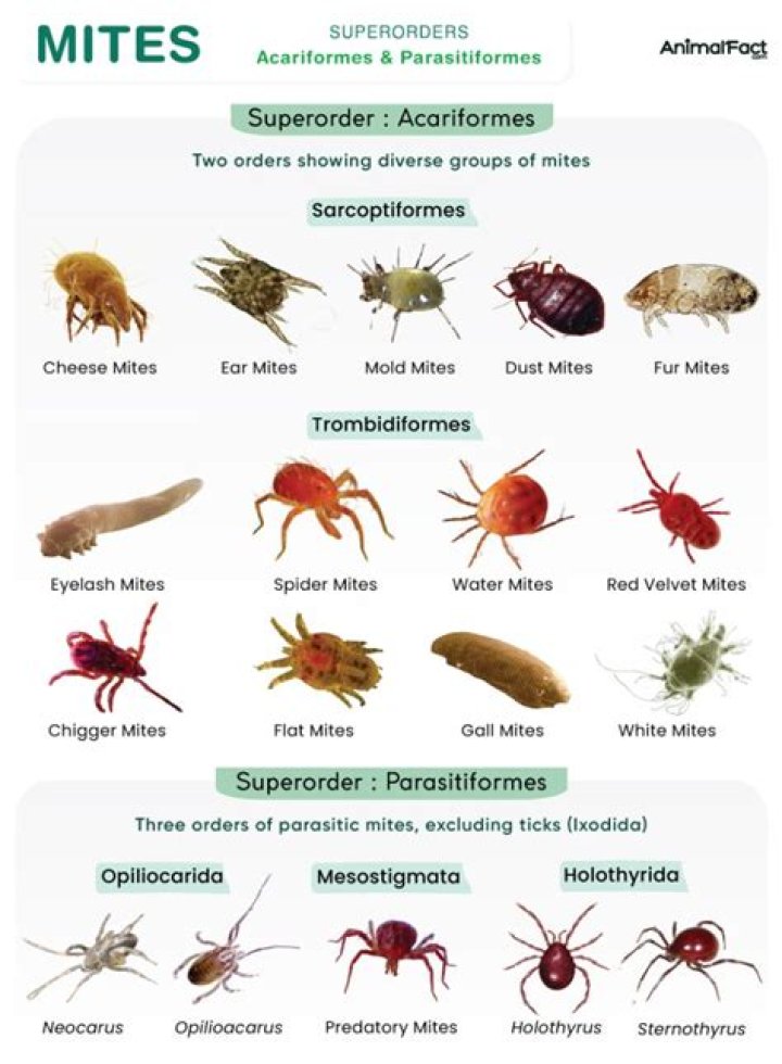 What do predatory mites look like