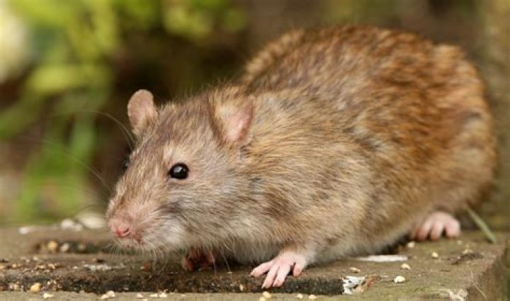 What do rats look like?