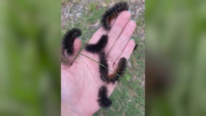 What do the black fuzzy caterpillars turn into