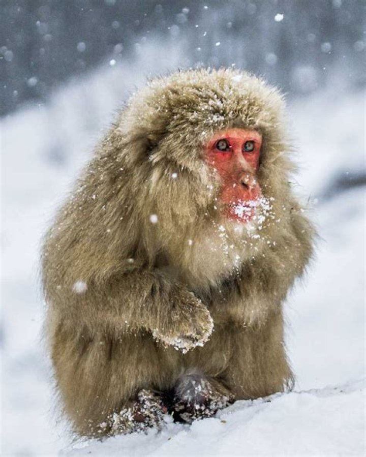 What do you call snow?