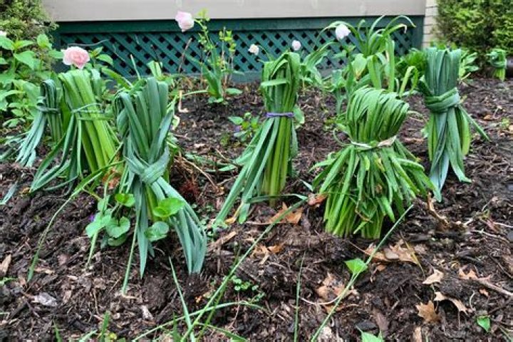 What do you do in a bush garden