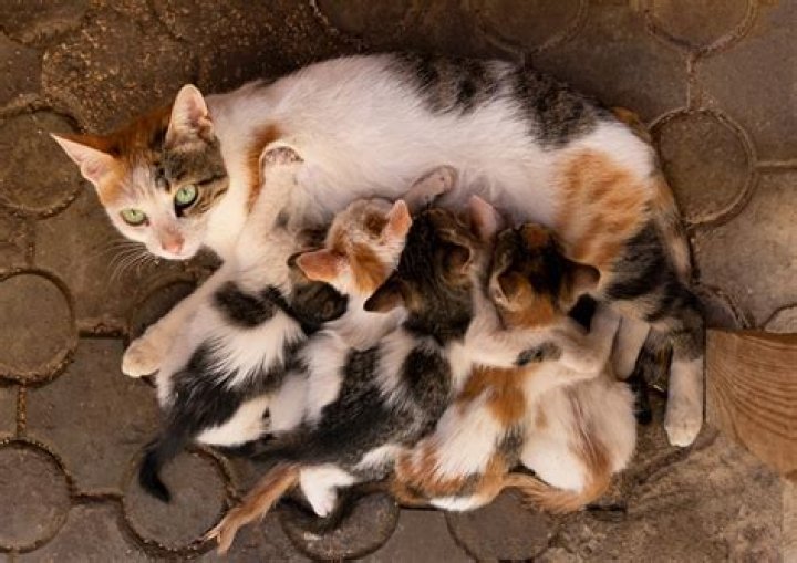 What do you do when a mother cat rejects her kittens?