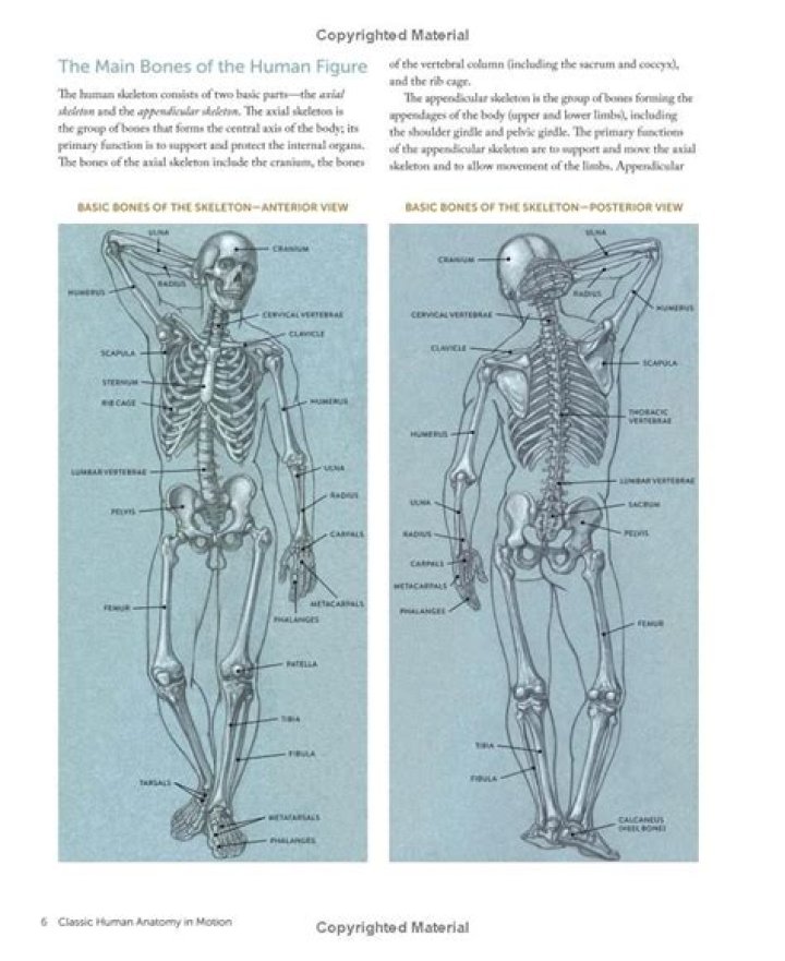 What do you mean by human anatomy in physical education