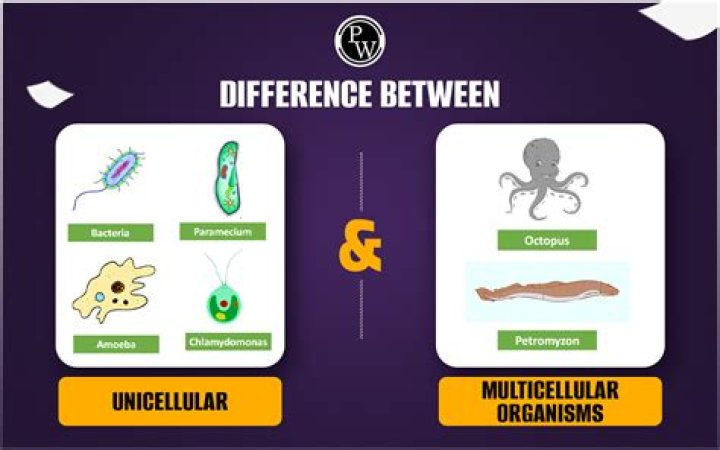 What do you mean by multicellular organism?