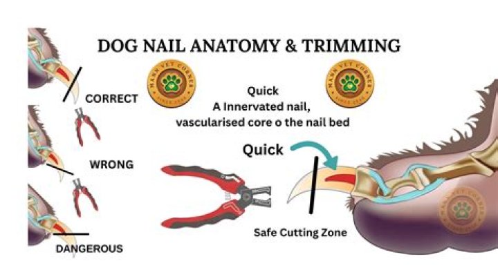 What do you put on a dog's nail to stop bleeding?