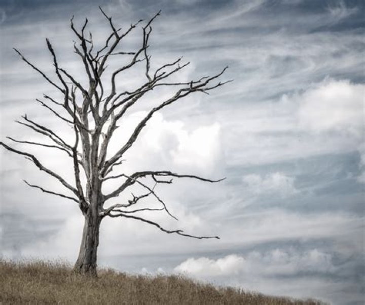 What do you say when a tree is falling?
