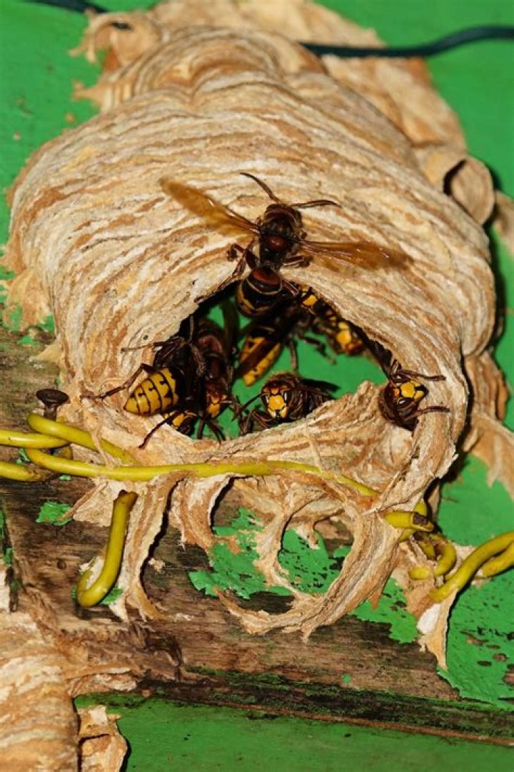 What do you spray on a hornets nest to preserve it