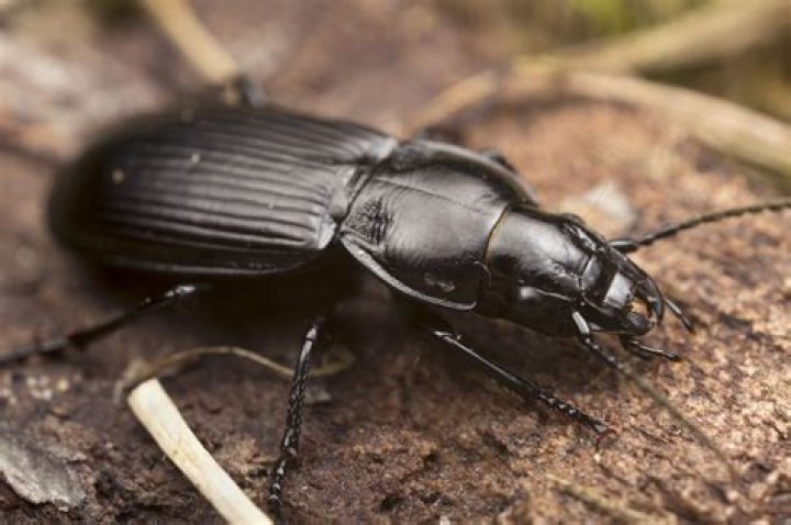 What does a ground beetle look like