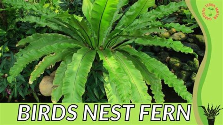 What does a nest leaf mean