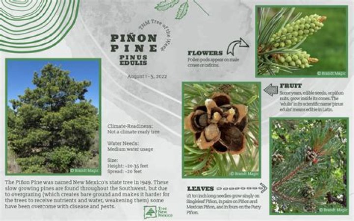 What does a pinon pine look like