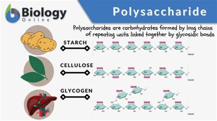 What does a polysaccharide look like