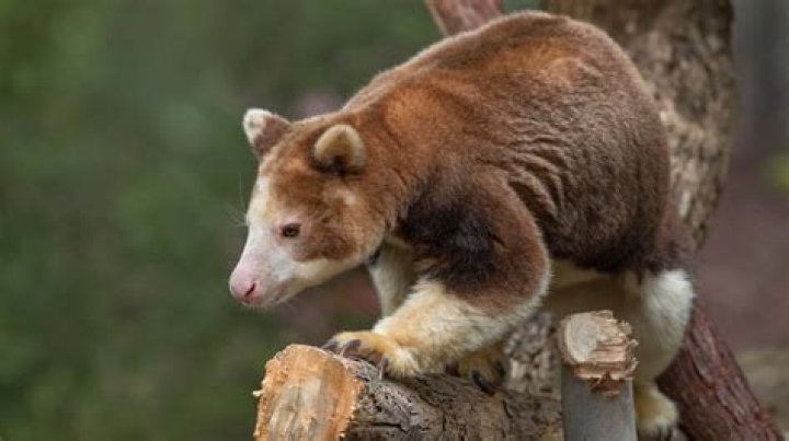 What does a tree kangaroo look like?