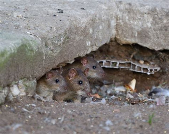 What does a wood rat nest look like?