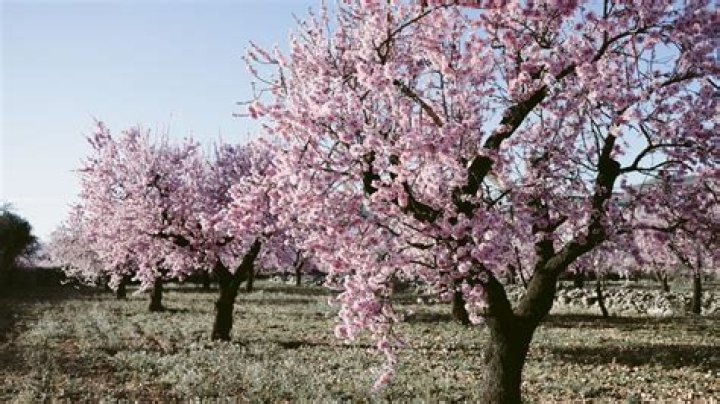 What does an almond tree