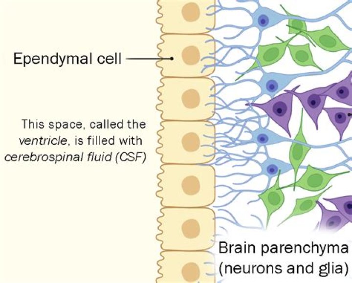 What does an ependymal cell do in the nervous system